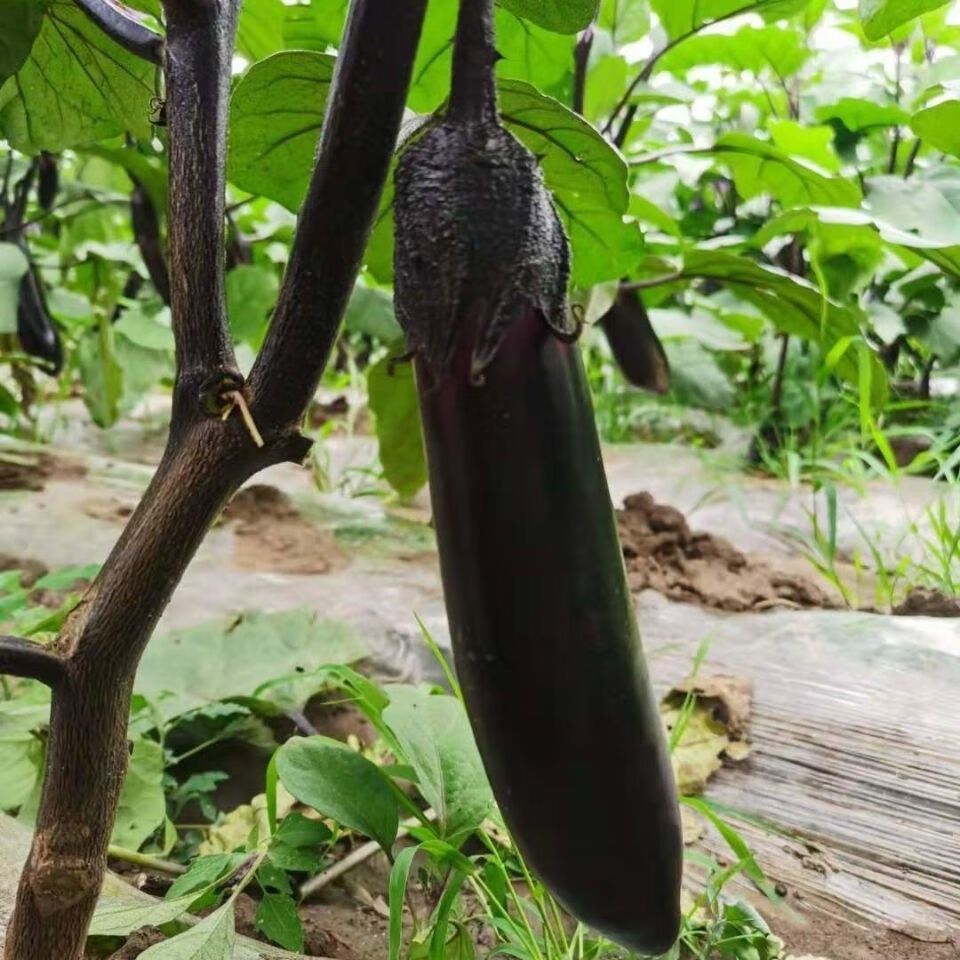 东北迷你小紫茄子水果茄子家乡老味道生吃蘸酱做蒜茄子健美菜系列