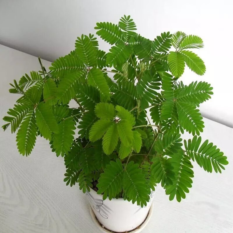 【精选】四季含羞草种子种籽小盆栽植物室内绿植草籽草种趣味害羞 含羞草18粒【试种】