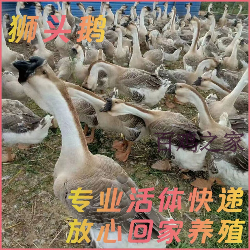 半斤狮头鹅苗特大纯种直供一斤正宗鹅仔产蛋鹅青年批发成年狮头鹅 到