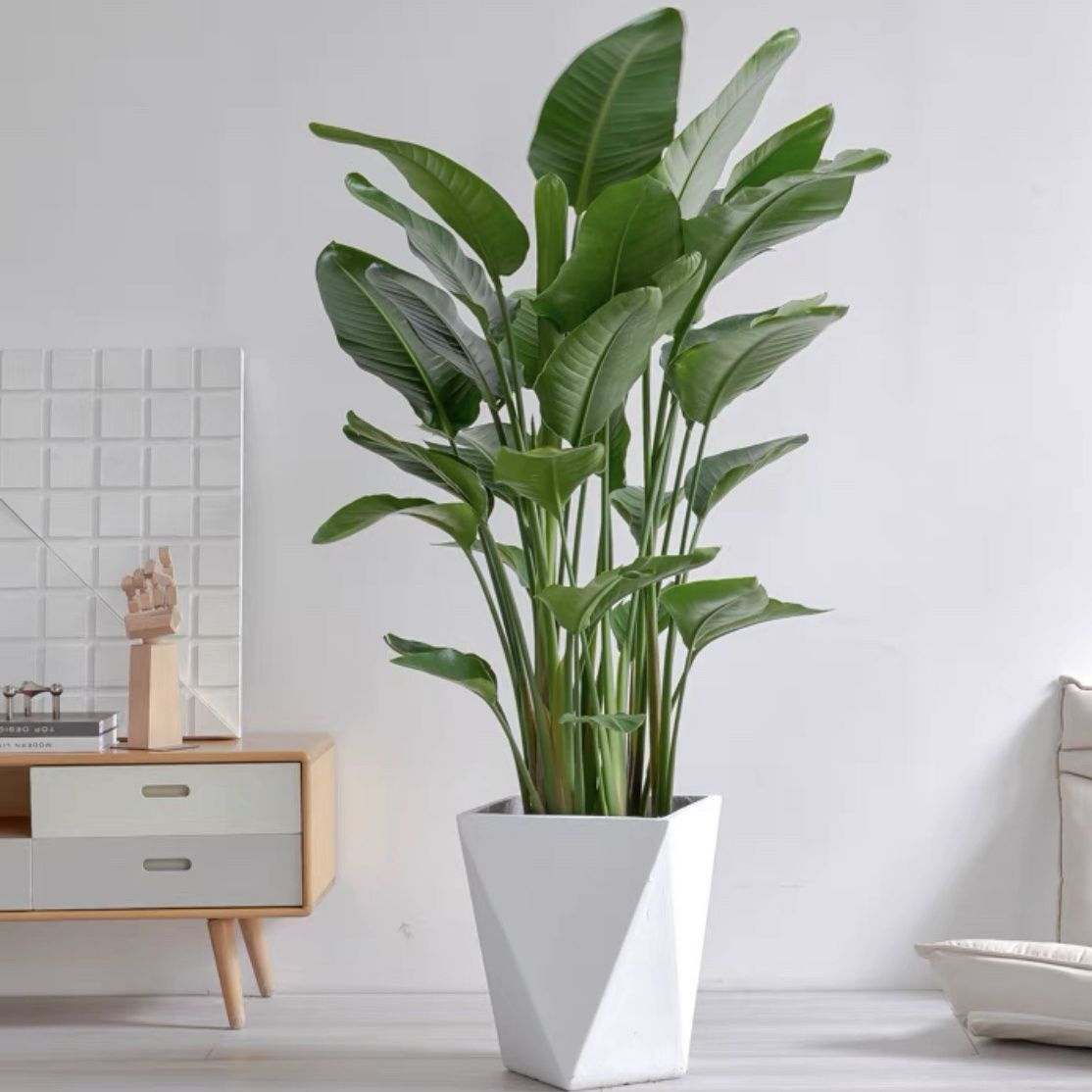 天堂鸟盆栽绿植大型植物办公室客厅绿植盆栽大盆除甲醛北欧风 懒人
