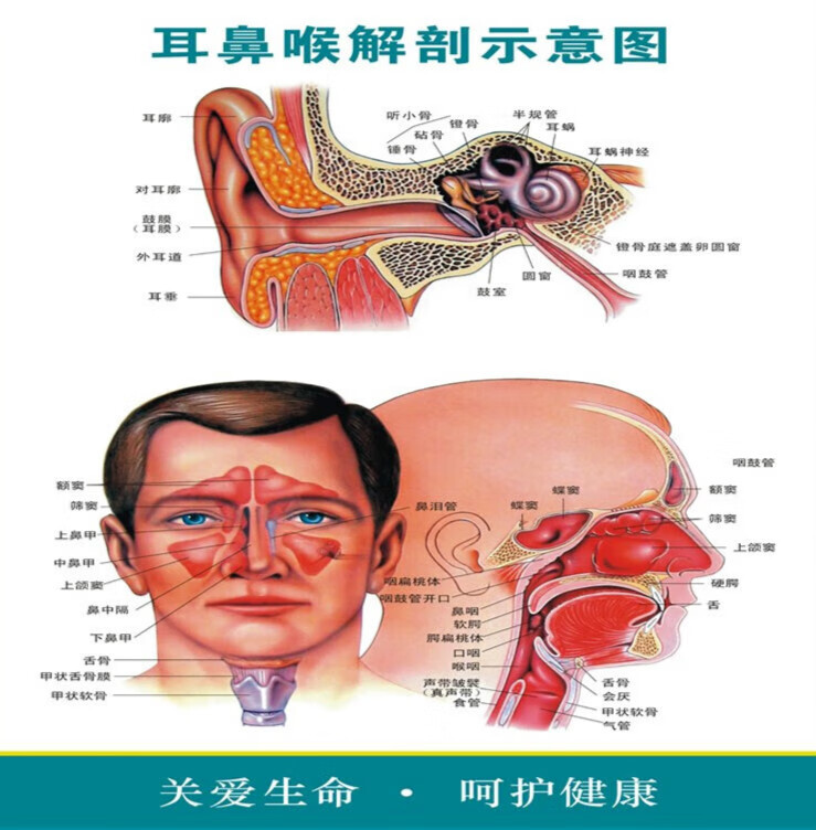 裕臻耳鼻喉解剖图墙贴 人体五官科解剖示意图 医院医学挂图宣传画海