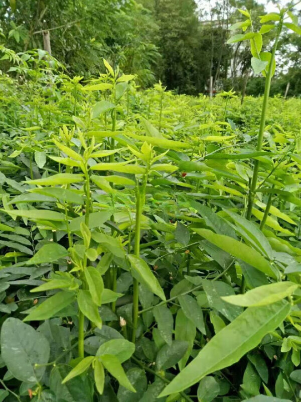 姒桀海南五指山野菜 树仔菜苗 天绿香  盆栽 室内 青菜嫩芽 10棵 不含
