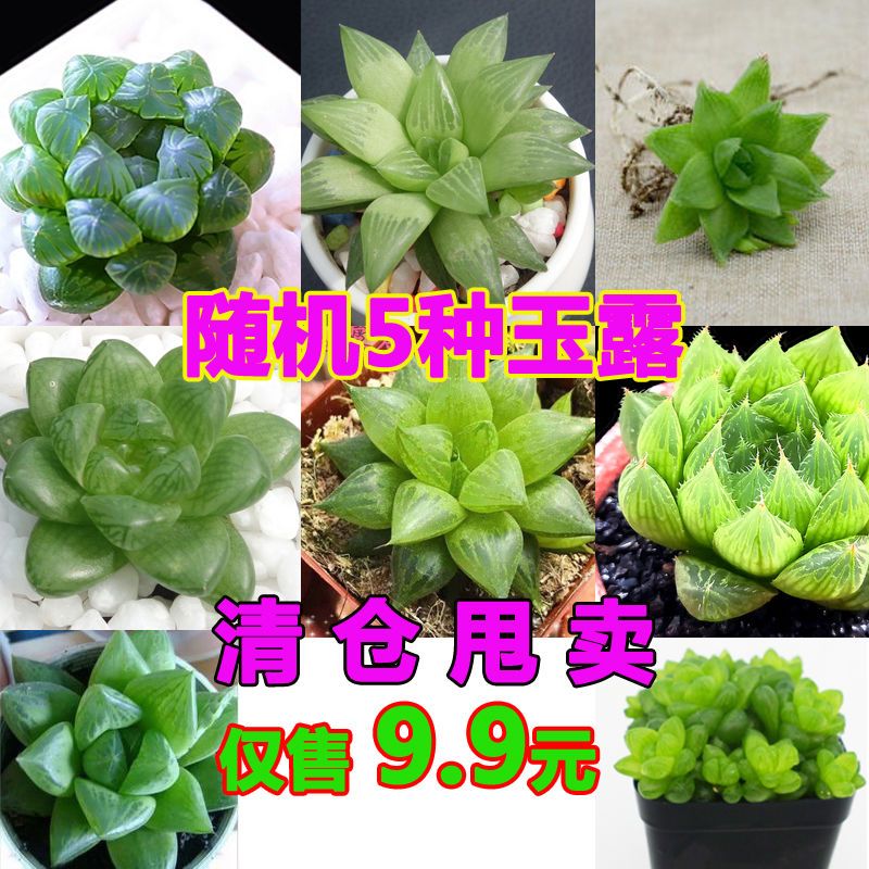 素蜜新款水晶玉露透窗玉露姬玉露组合套餐多肉植物玉露 随机5种不重样