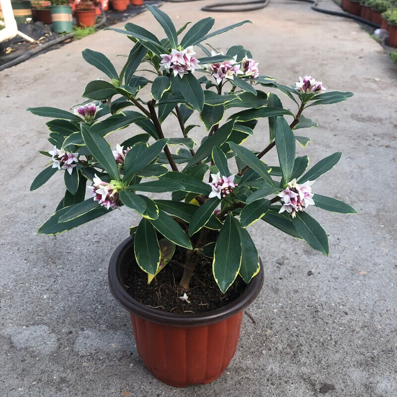 耘沫胭老桩金边瑞香盆栽室内阳台好养浓香型花卉常绿植灌木盆景 金边