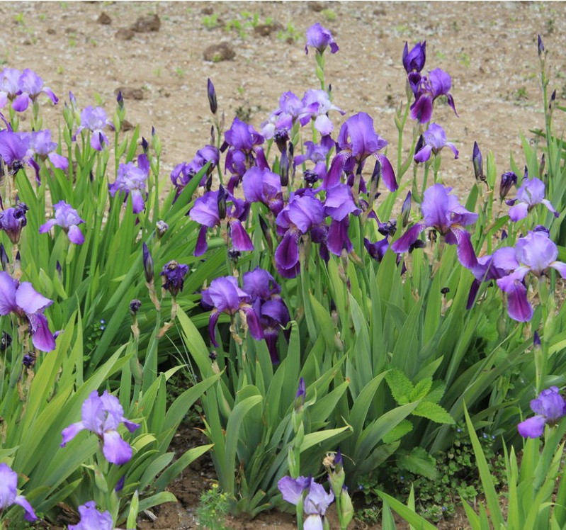 上客来马莲种子马兰花苗新采马兰花种子花苗马蔺马兰草苗耐旱耐涝耐