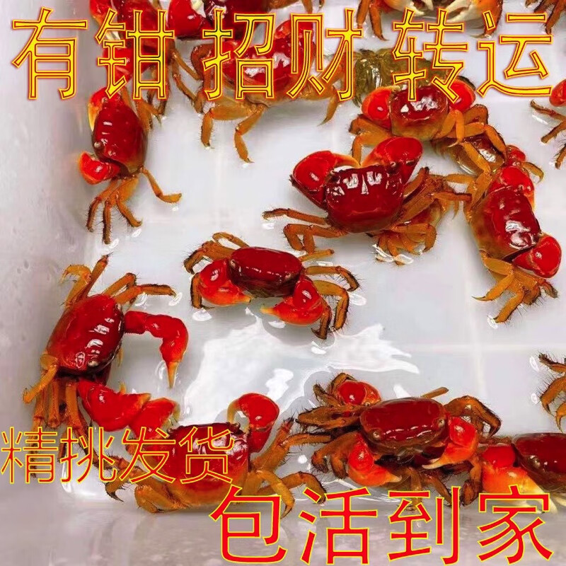 文枝迷你蟹辣椒蟹宠物观赏相守蟹淡水活体草缸可深水养殖小螃蟹除藻蟹 红鳌相守蟹4公4母送4只备损