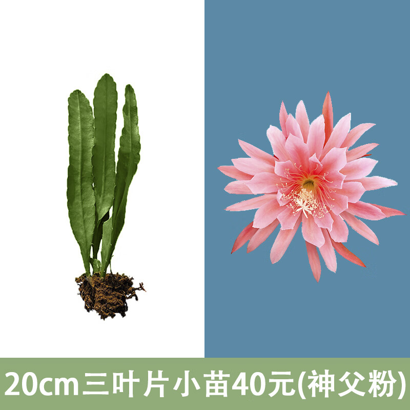令叶园进口令箭荷花盆栽带花苞黄红粉色花卉室内外四季易活绿植昙花