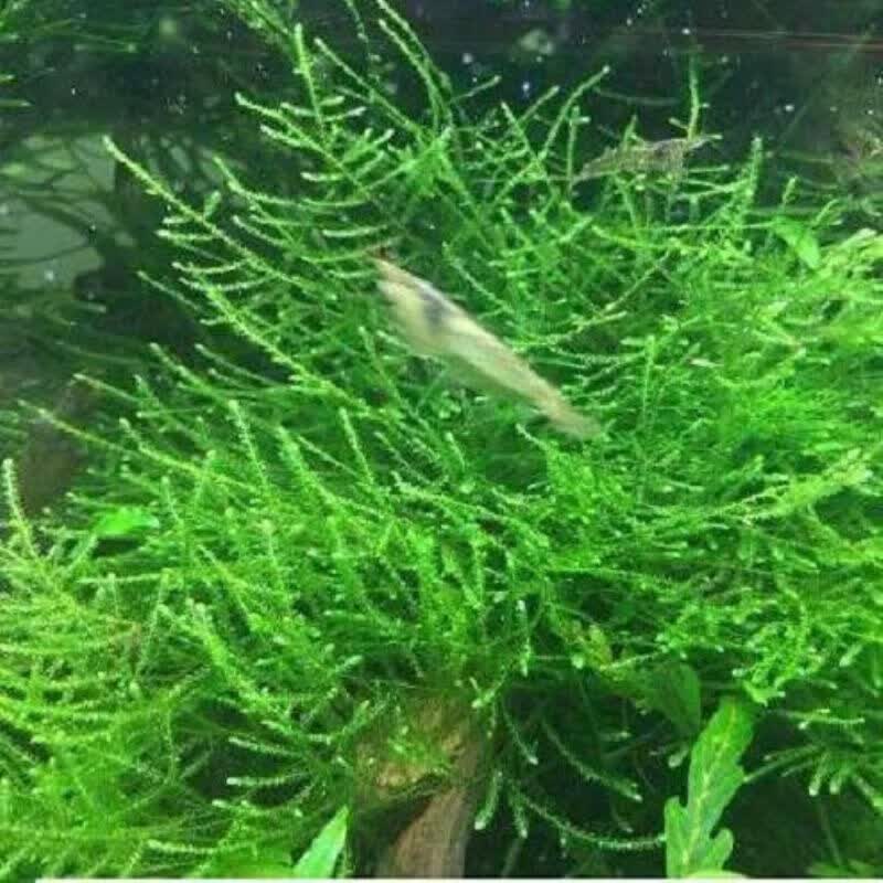 墨之瑶莫斯水草活体三角火焰垂泪莫丝网片鱼缸造景水草懒人沉木 散