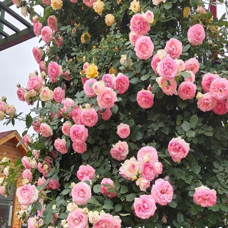 爬藤蔷薇多季开花欧月庭院植物拱门花墙老桩 粉色龙沙宝石【原盆】 特