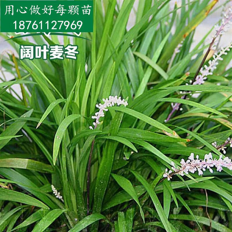 颂园阔叶麦冬【一袋装可以铺8-10平方】四季常绿耐寒庭院绿化地被植物