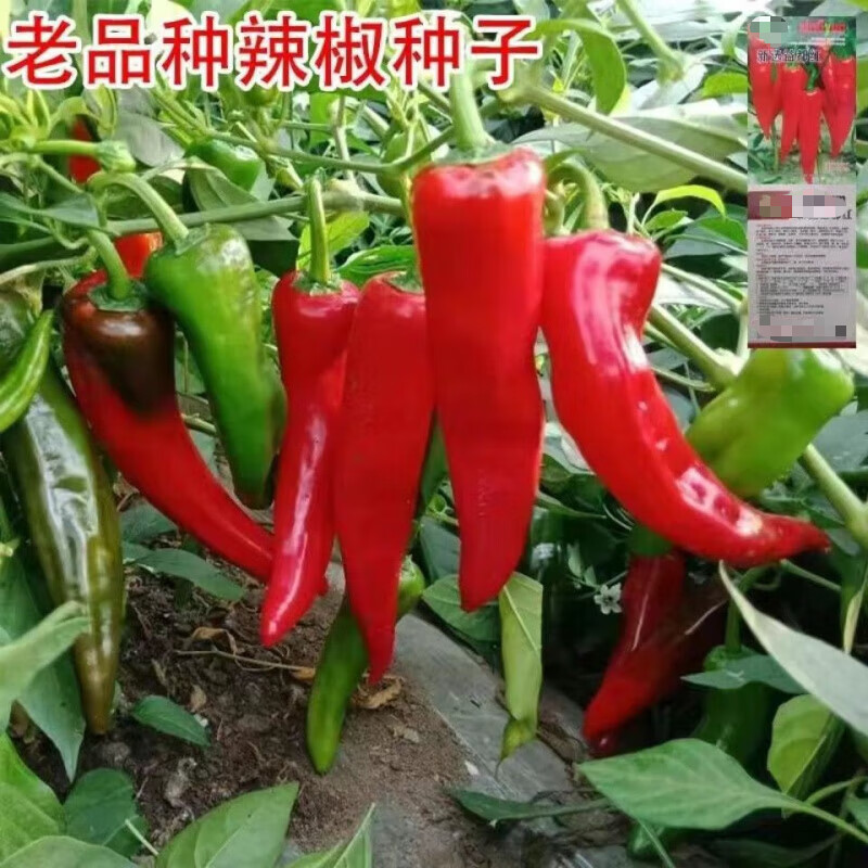 益都红辣椒种子(干湿两用) 原装拆分100粒