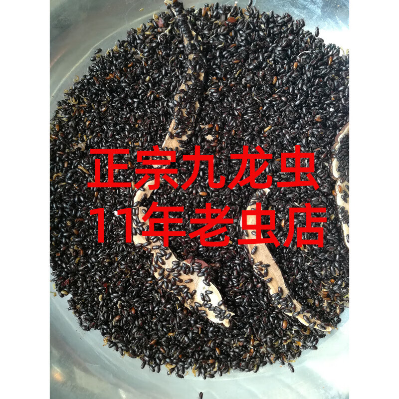 活体九龙虫成虫长寿虫长命虫洋虫九龙虫养殖盒虫饲养盒 300只