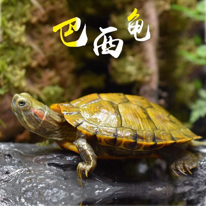 巴西乌龟活物 宠物小乌龟苗活体红耳观赏龟招财龟冷水龟黄金巴西龟