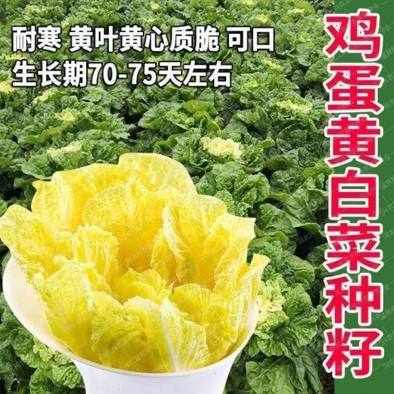 博卉鸡蛋黄白菜种子秋季黄心大白菜籽四季包心菜好吃高产易种蔬 超高产鸡蛋黄白菜种子 1包/1050粒