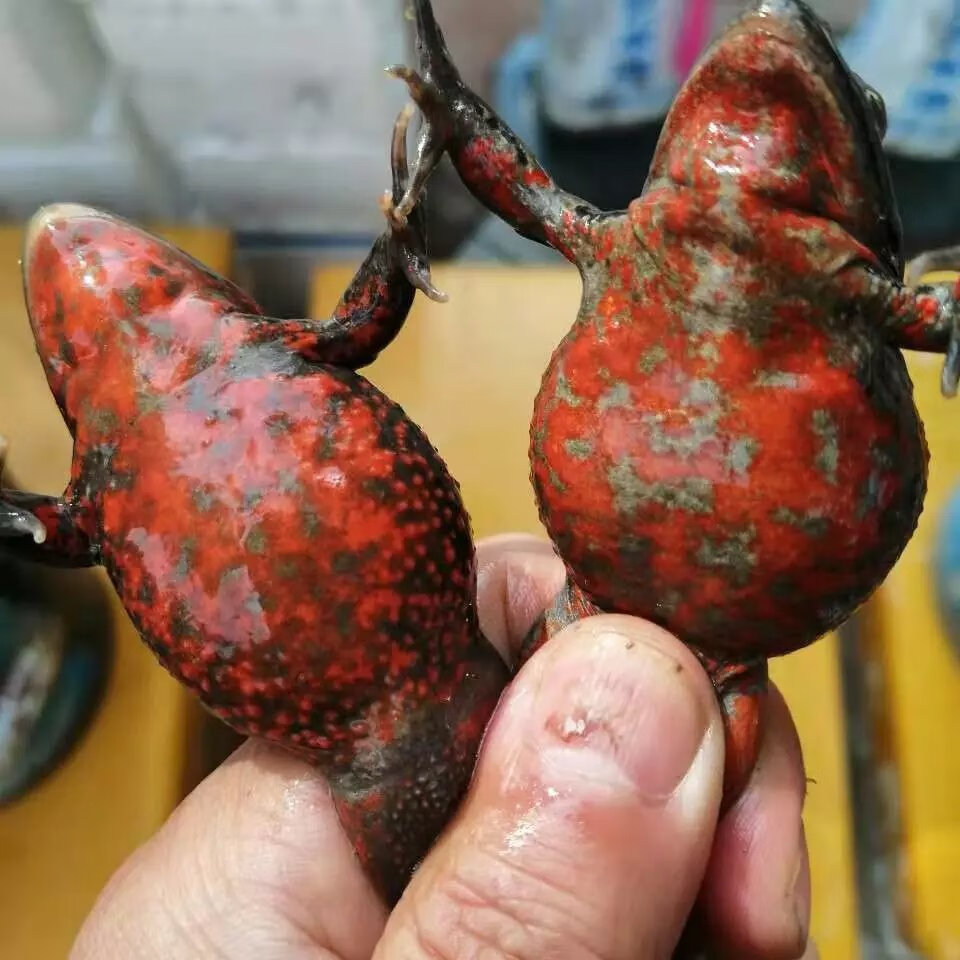 活林蛙东北哈什蚂 红肚皮蛤士玛 全母全籽 长白山红肚蛤蟆 15