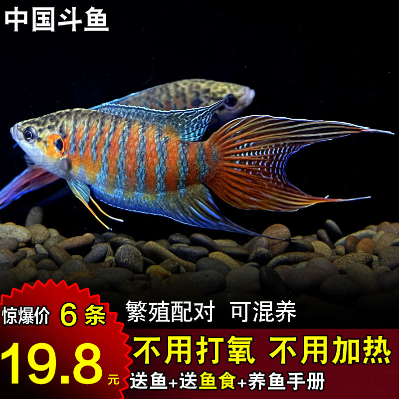 看水族活体历史价格|水族活体价格历史