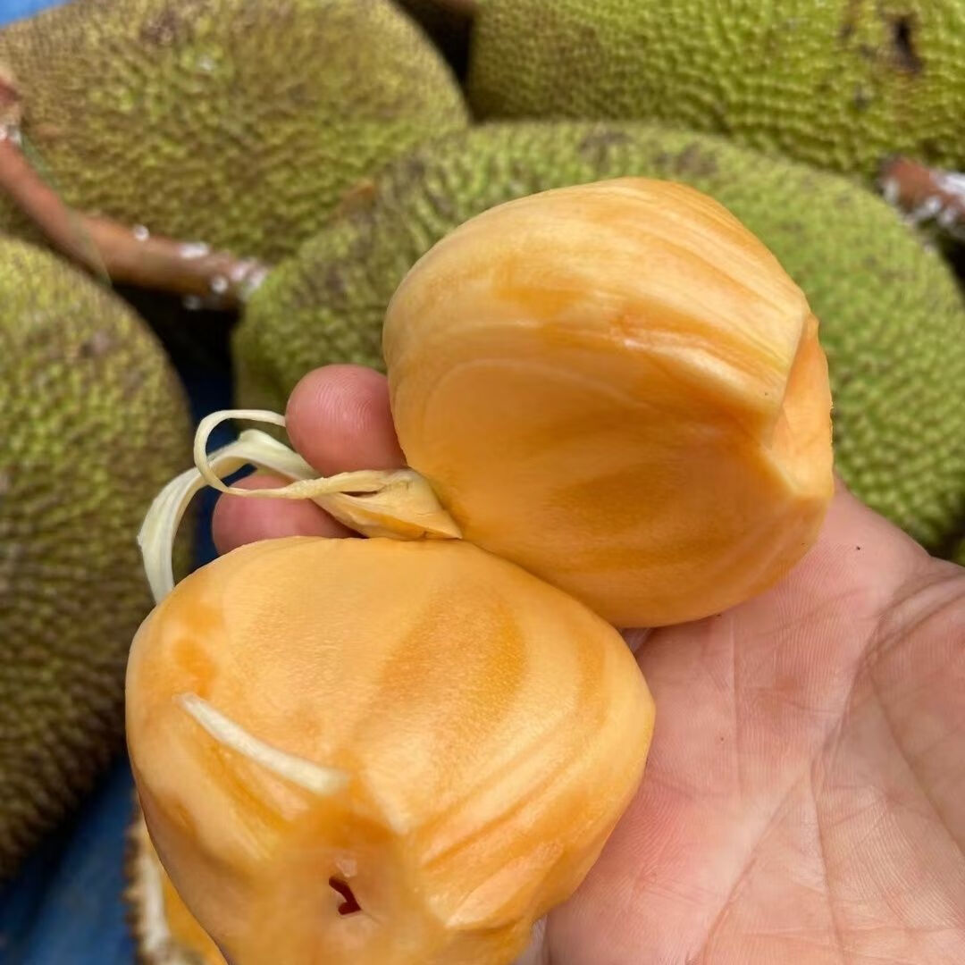 牛肚子果云南干包菠萝蜜一整个新鲜采摘当季水果波罗蜜批发包邮 本地