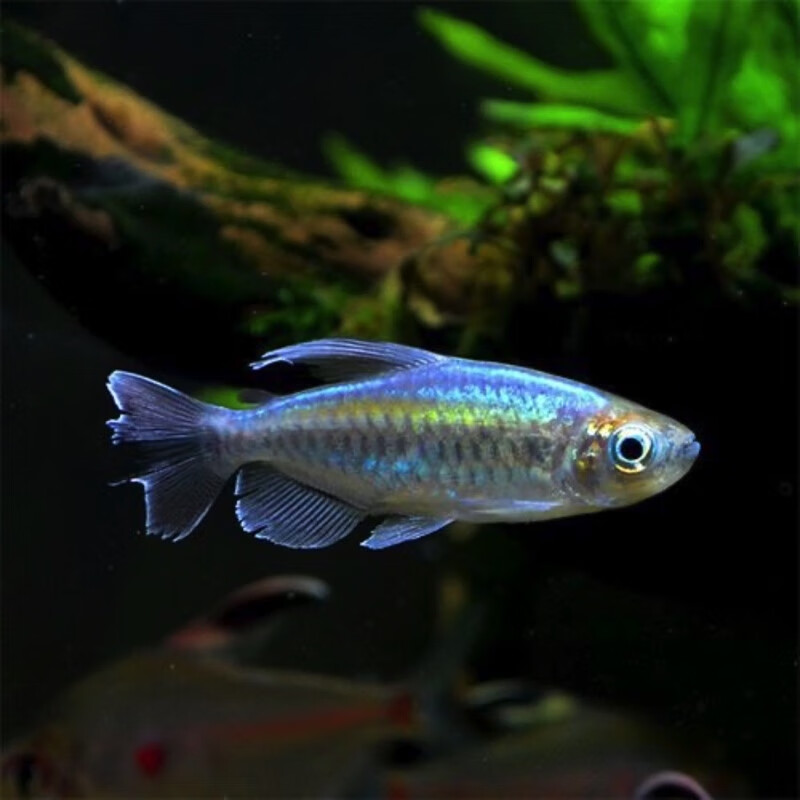 鱼石美人群游扯旗全公草缸群游中小型热带观赏活体 (发色公鱼)刚果4