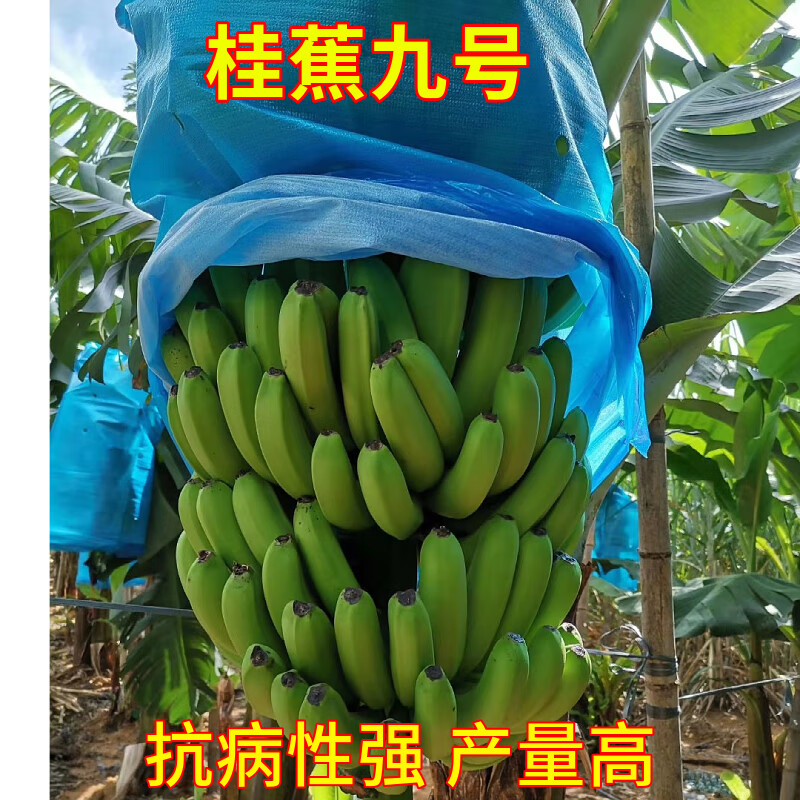 香蕉树苗南方耐寒矮化香蕉苗红皮香蕉苹果蕉苗芭蕉广东香蕉苗 桂蕉九