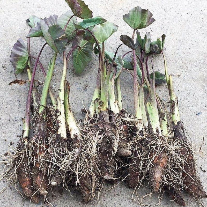 广西桂林正宗芋头种子种苗大香芋种植苗新鲜蔬菜栽培育苗绿植 芋头