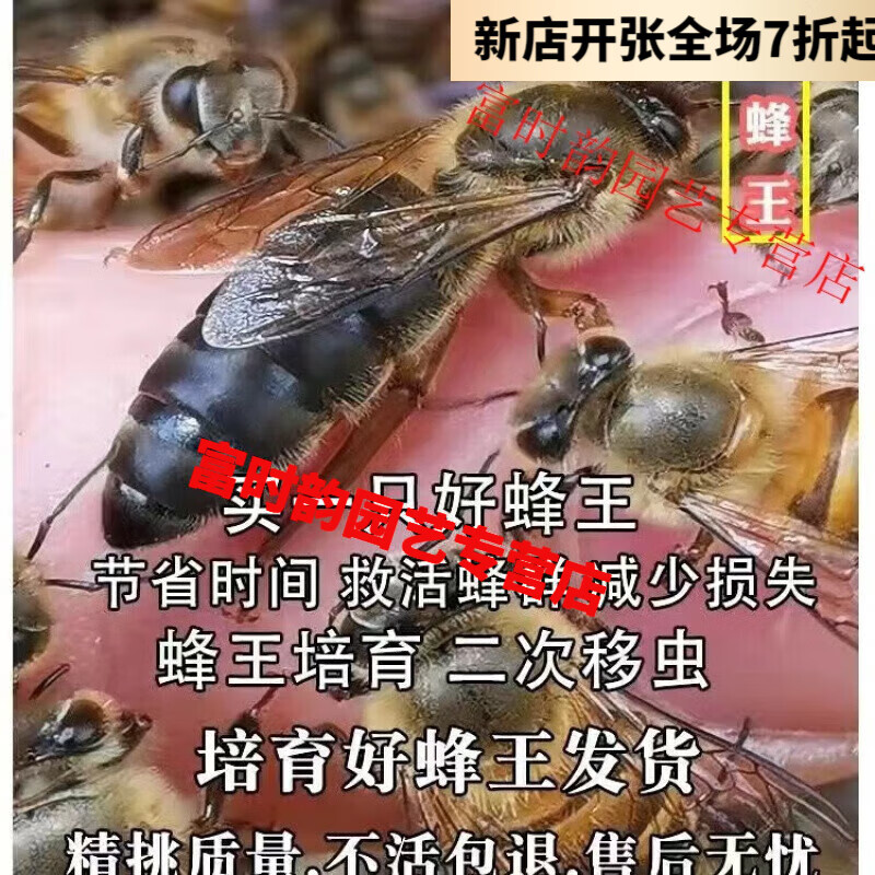 蜜蜂活体蜂群中蜂王蜜蜂活体种王开高产王交尾阿坝高产杂交产卵王双色