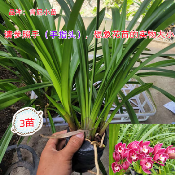 小苗合集 兰花苗 大花蕙兰苗 大花惠兰苗带原盆带土 浓香型 肯尼10x10