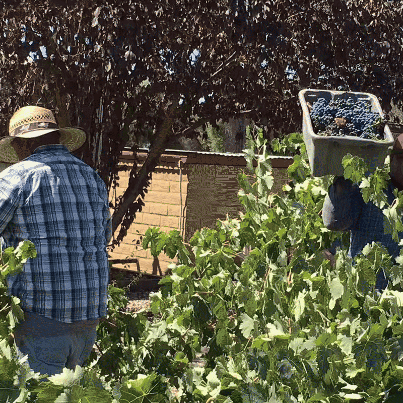 歌如诗【美国红酒大赛银奖】美国加州原瓶进口干红葡萄酒 750ml*6瓶仙粉黛礼盒装
