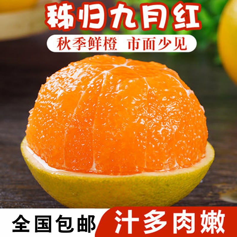 秭橙贡【京东快递】现摘现发正宗秭归九月红果冻橙子新鲜手剥当季水果 大果(70mm以上) 净重5斤|京东快递