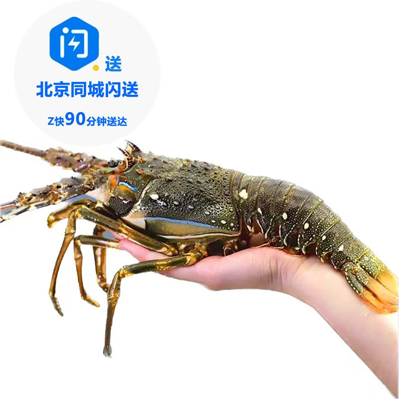 凡今仟味【活鮮】鮮活小青龍 大龍蝦仔海鮮大蝦波士頓龍蝦 5-6兩 2只裝