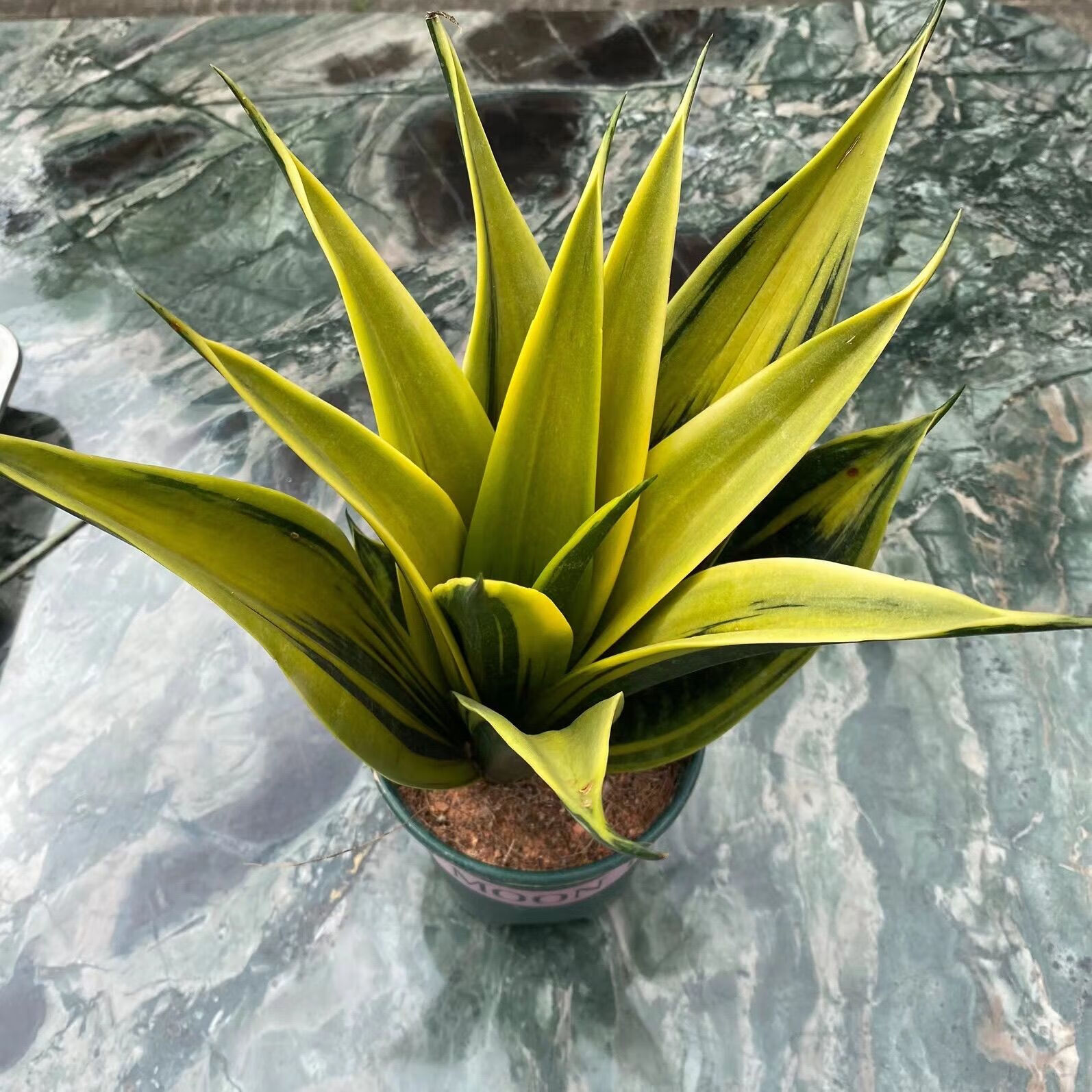 艾风格黄金虎皮兰盆栽稀有虎尾兰多肉植物盆景新房室内绿植 裸根不