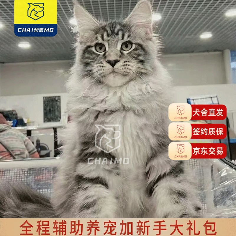 柴墨猫咪活体幼猫(视频选宠下单）宠物猫英短猫咪活体猫活体 宠物级 缅因猫】怎么样,好用不?