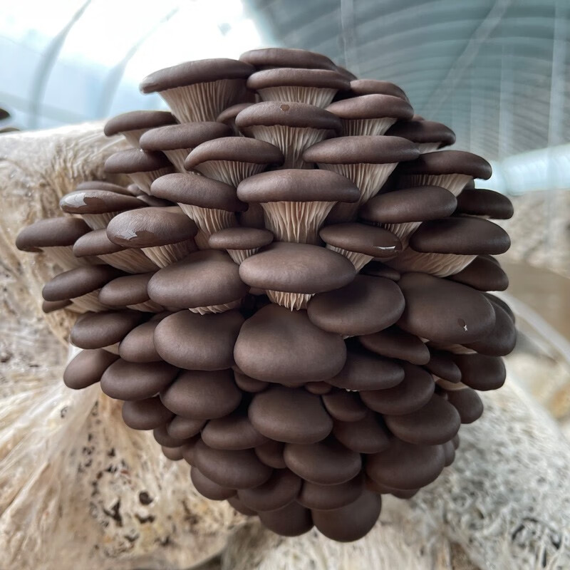 包菌种菌棒盆栽食用菌家庭种植菌菇食蘑菇种子种蘑菇 姬菇【实发3袋】