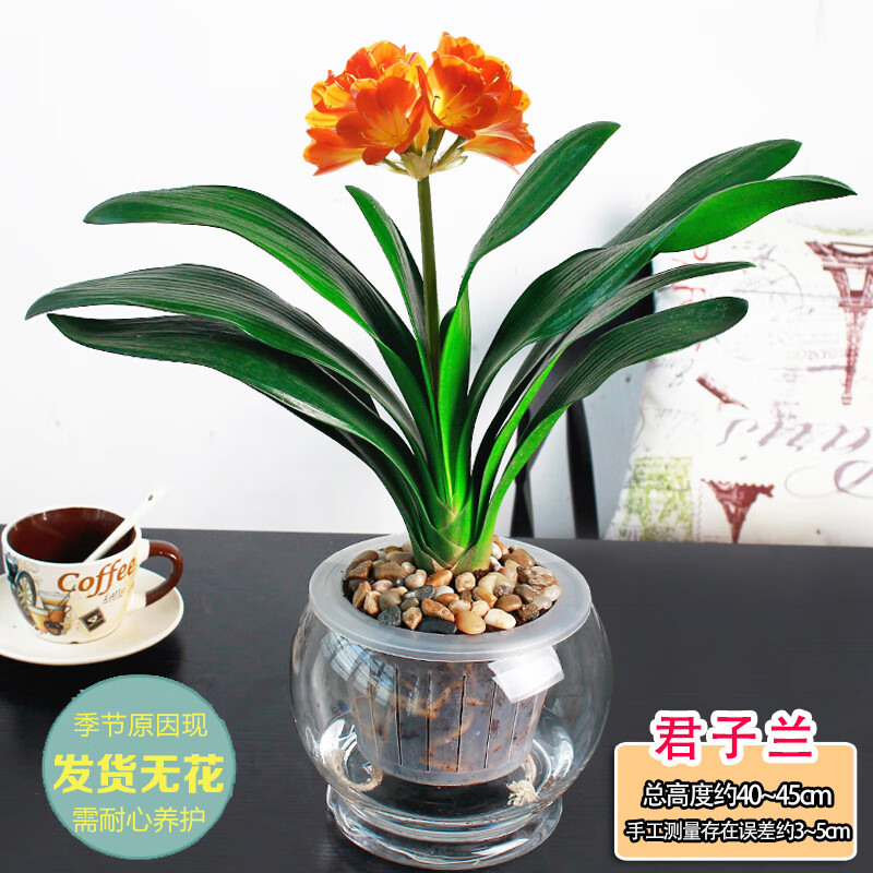 l君子兰盆栽花卉室内绿植水培植物办公室盆栽绿色植物盆景办公桌 自动