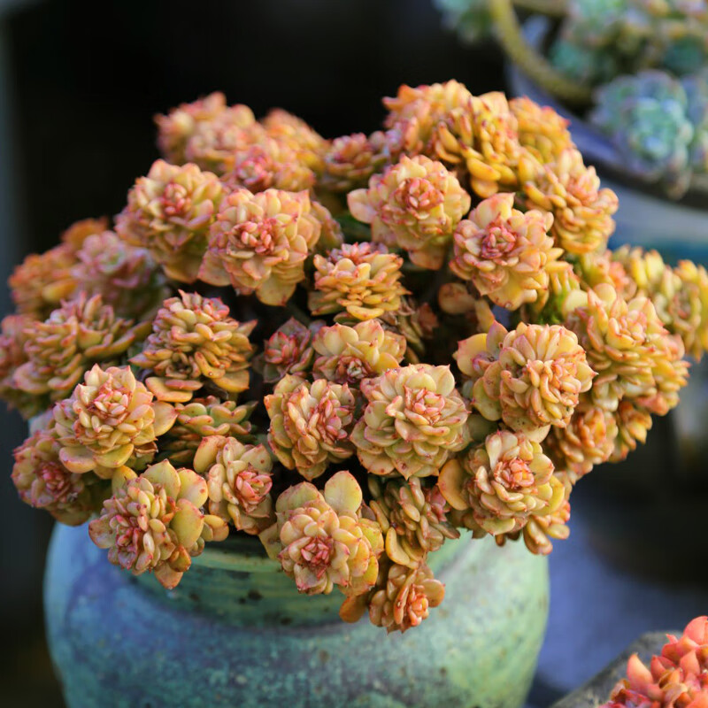 劳尔蜡牡丹云南高端巨型肉肉盆栽花卉 黄金蜡牡丹[巨大群生18cm左右]