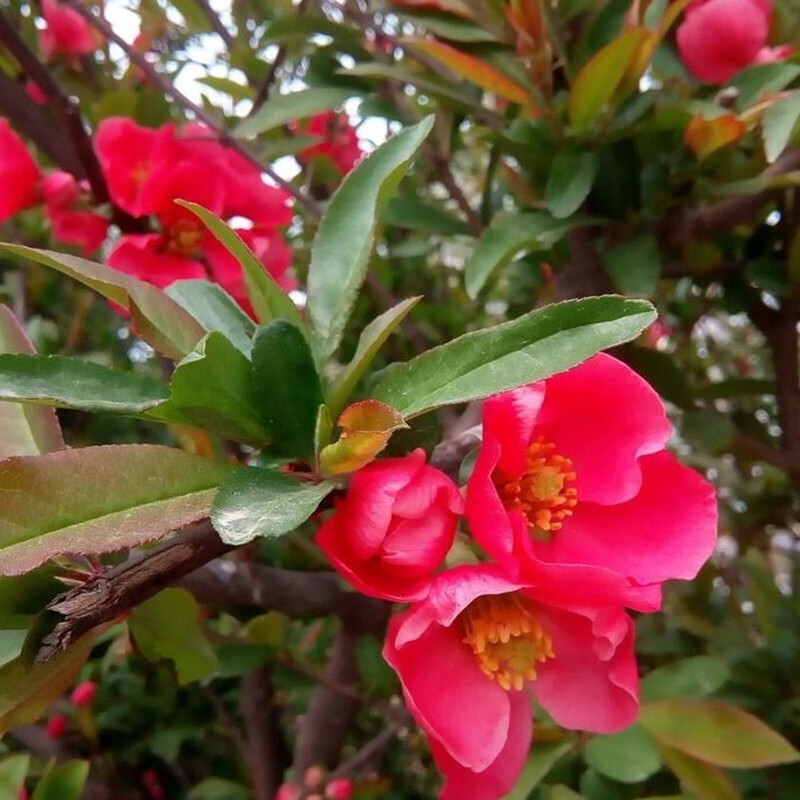 周大闯贴梗海棠花盆栽带花苞树苗老桩盆景庭院好养四季阳台花卉绿植 贴梗海棠 十二年苗