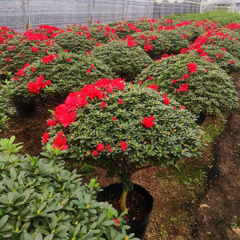 室内外种植观花绿植花卉好养 红杜鹃 冠幅直径【30-40】厘米室内种植