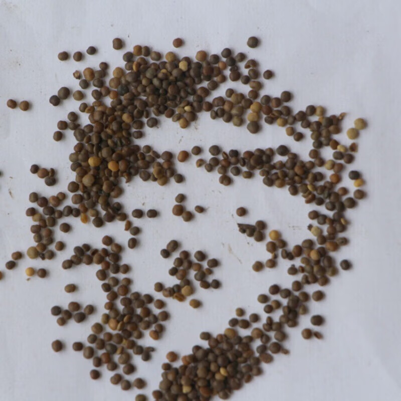 花之然盐肤木种子盐夫子五倍子树种子当年新采工程造林种子 盐肤木