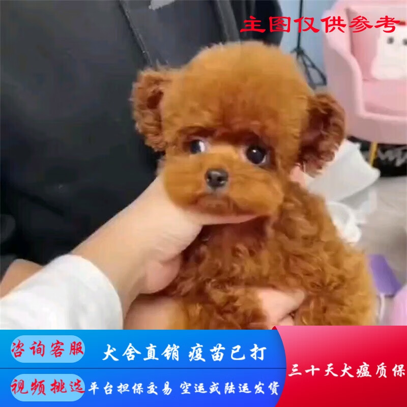 ̩ȮȮ̲豭ȮֳﹷСȮȮֱۺ Ｖ ＶɫB ĸ 2500Ԫ