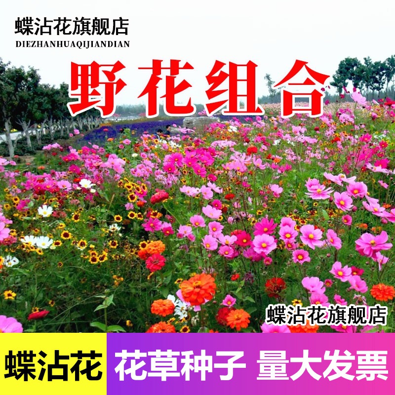 花籽羽扇豆室内外阳台盆栽庭院绿化花种花草籽花海蝶沾花 野花组合