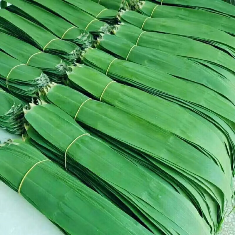 京盈粽叶芦苇叶子端午节包粽子的叶现摘大叶片 1斤【100片以上】加