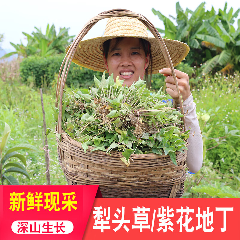 犁头草深山新鲜药材农家现挖现发整颗带根带叶紫花地丁散装正宗 绿色