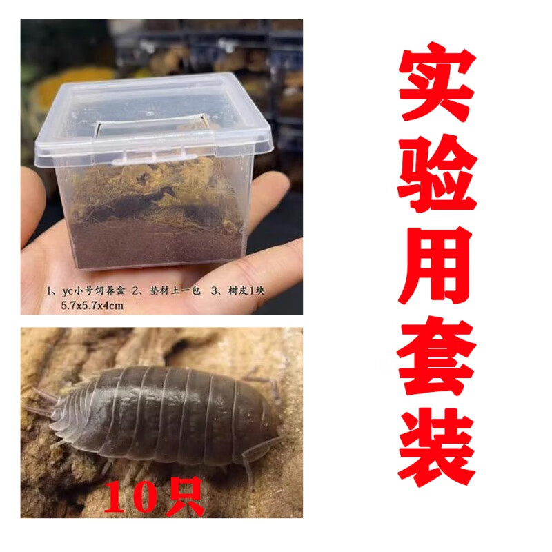 鼠妇活体虫潮虫子西瓜虫桌面景观学生实验观察昆虫橘化熊猫王 透明