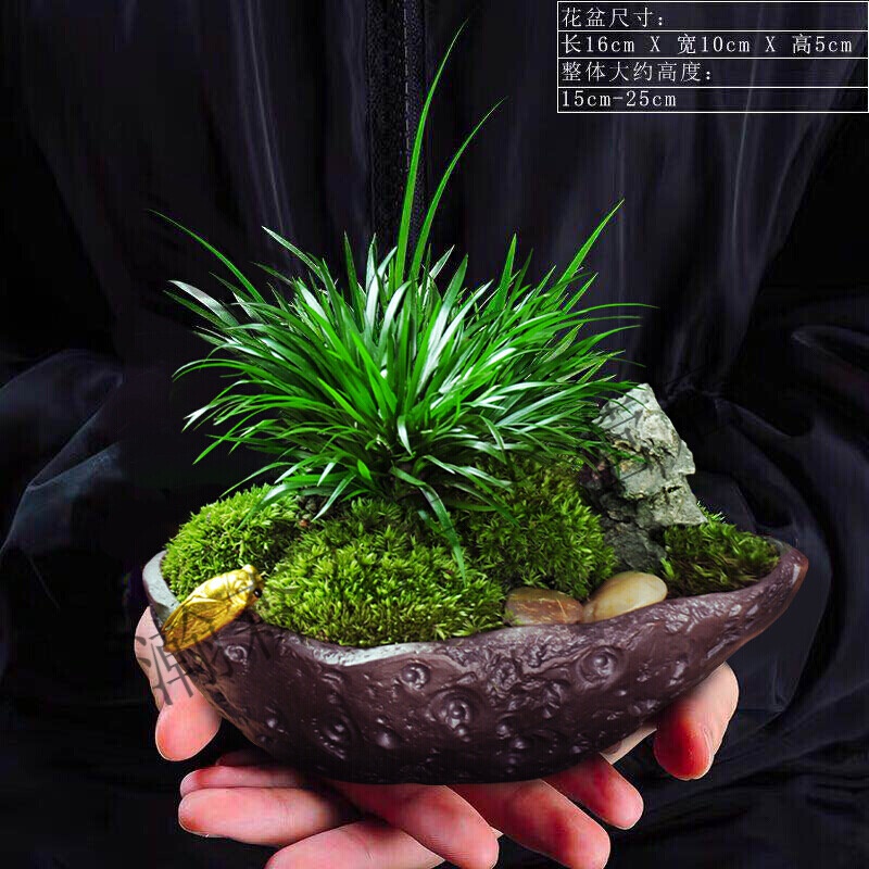 金钱菖蒲盆景香菖蒲草茴香植物随手香盆栽禅意苍蒲草日本昌蒲 叶叶知