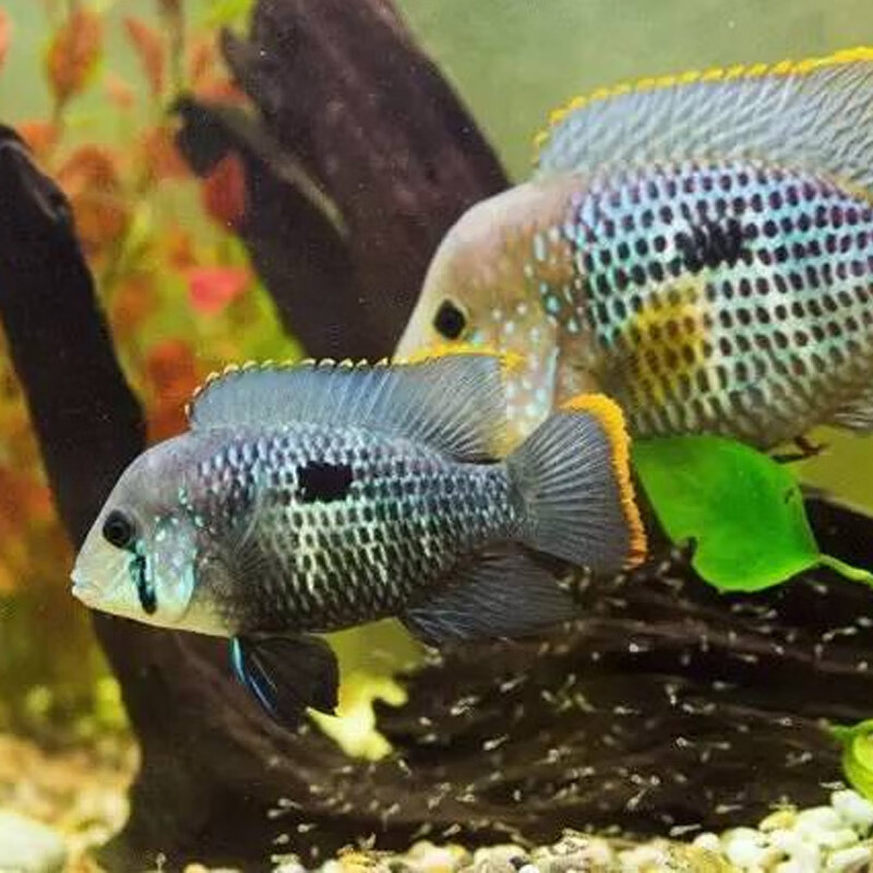 三叶宠红尾皇冠鱼爆头玉面皇冠鱼中大型热带观赏鱼起头财神鱼活鱼 玉