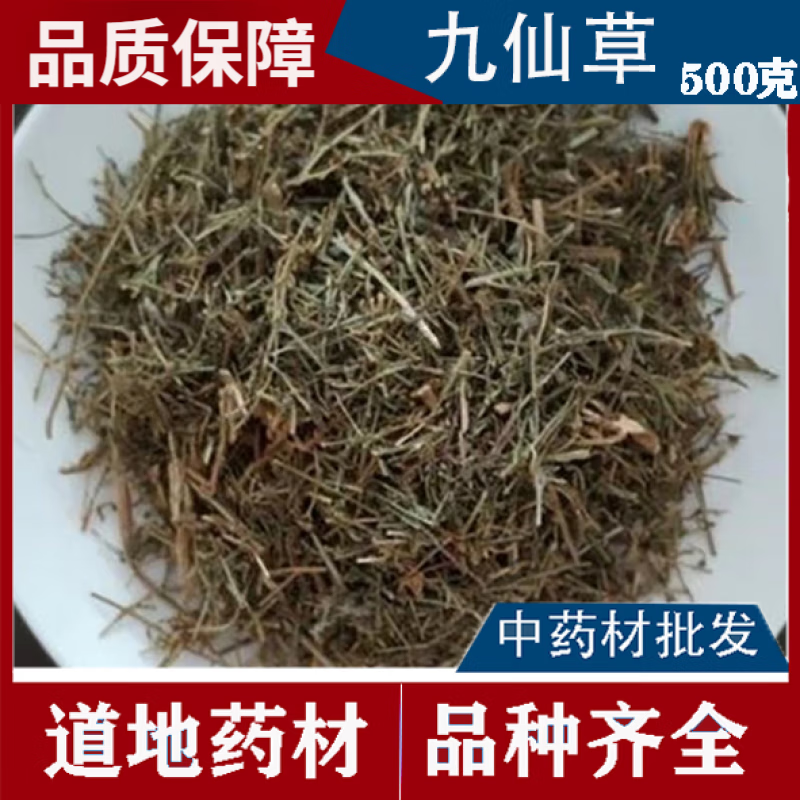 中药材九仙草又名撒花一棵针九龙草一棵松酒仙草中草药原料原料 500克