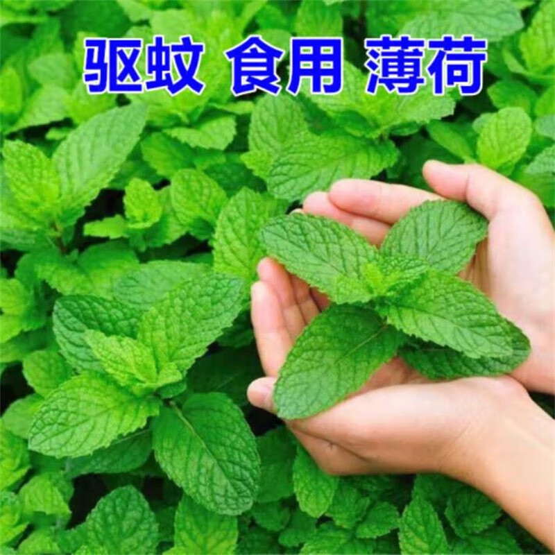 歐悟 可食用薄荷種子 驅(qū)蚊蟲貓薄荷種籽孑四季種植室內(nèi)室外陽臺盆栽種子種苗 食用薄荷500粒+肥料