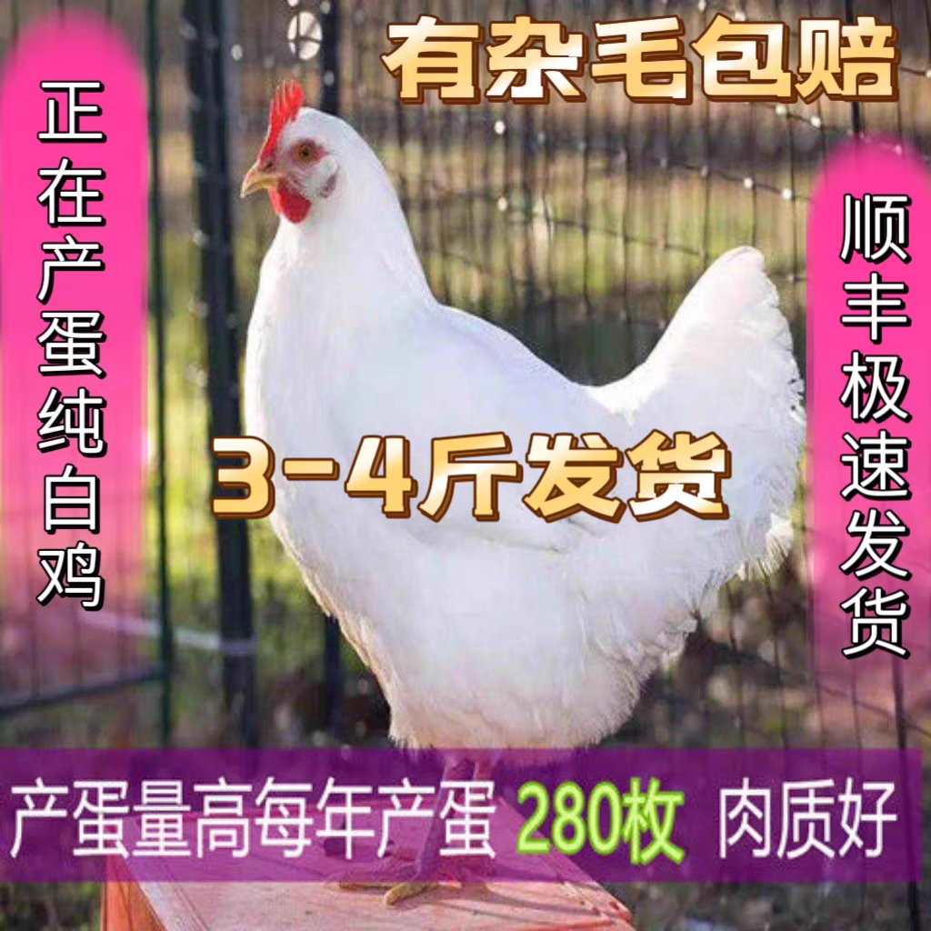白来航鸡正在产蛋成年鸡农村散养纯白母鸡纯白公鸡放养土鸡36白鸡 2-3
