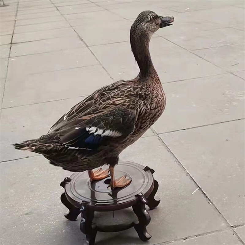 白鸭标本真鸭标本绿头鸭绿头鸭标本麻鸭标本动物鸟类教学标本定制 母