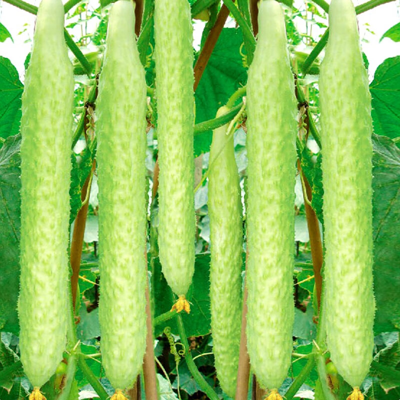 寿禾 白黄瓜种子孑山东海阳白玉白皮早熟水果黄瓜籽各种 湘江二号白