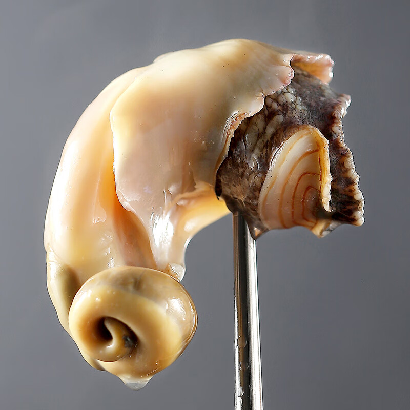 【活鲜】鲜多邦 鲜活海螺8-10个 500g 斤 贝类海鲜水产 生鲜刺身火锅